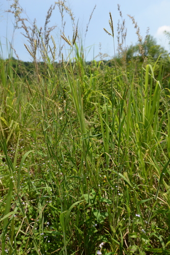 Ischaemum ciliare