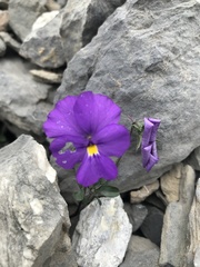 Viola cenisia