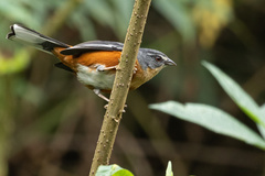 Microspingus lateralis