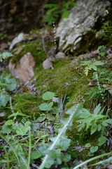 Ozomelis stauropetala