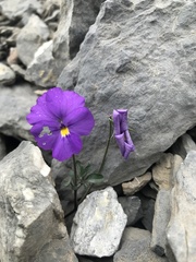 Viola cenisia