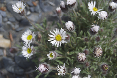 Erigeron denalii