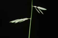 Eragrostis cumingii
