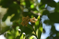 Epidendrum polyanthum