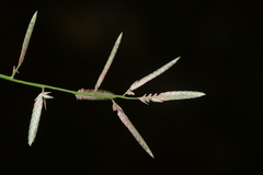 Eragrostis cumingii