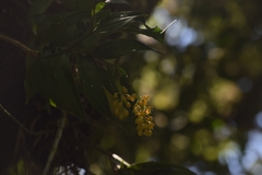Epidendrum polyanthum