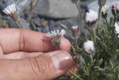 Erigeron denalii