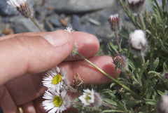 Erigeron denalii