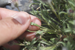 Erigeron denalii
