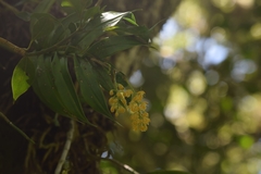 Epidendrum polyanthum