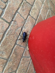 Carabus caelatus dalmatinus