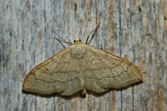 Idaea aversata