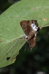 Tagiades menaka