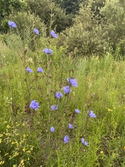 Cichorium intybus