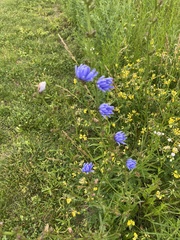 Cichorium intybus