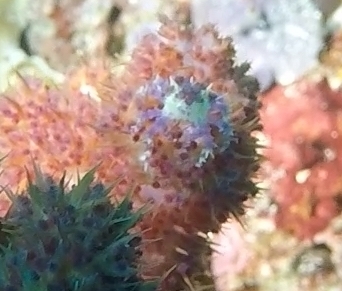 Soft Coral Crab (Hoplophrys oatesii)