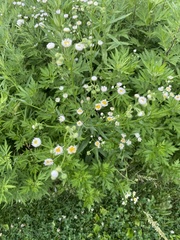 Erigeron