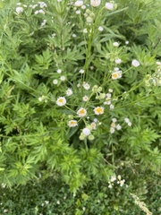 Erigeron