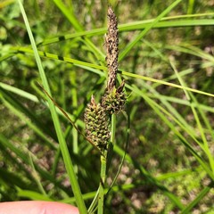 Carex vestita
