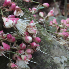 Syzygium cormiflorum