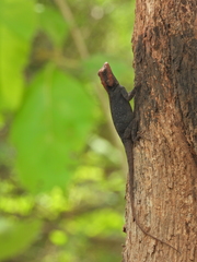 Psammophilus dorsalis