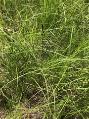 Carex vestita
