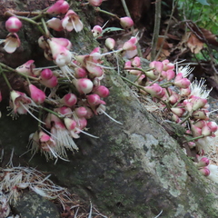 Syzygium cormiflorum