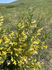 Caragana buriatica