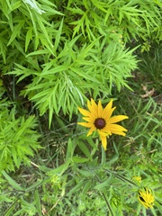 Rudbeckia