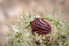 Graphosoma semipunctatum