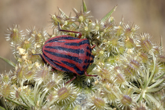 Graphosoma semipunctatum