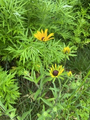 Rudbeckia