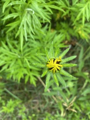 Rudbeckia