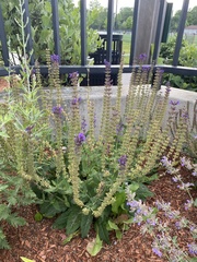 Salvia