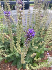Salvia