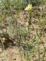 Linaria buriatica
