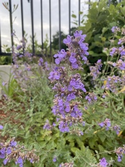 Salvia