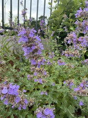 Salvia