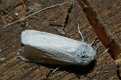 Spilosoma urticae