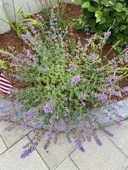 Salvia