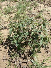 Dracocephalum olchonense