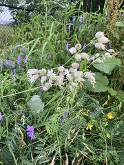 Silene vulgaris