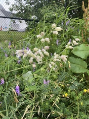 Silene vulgaris