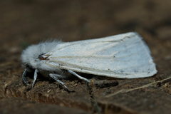 Spilosoma urticae