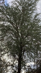 Gonopterodendron sarmientoi