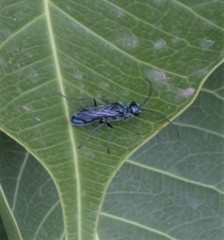 Trirogma caerulea