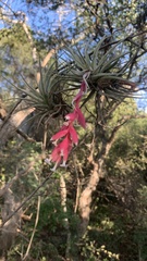 Tillandsia recurvifolia