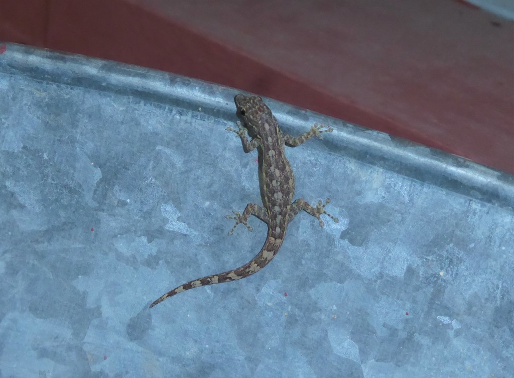 São Tomé Dwarf Gecko
