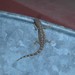 Príncipe Dwarf Gecko - Photo (c) Thibaud Aronson, some rights reserved (CC BY-SA), uploaded by Thibaud Aronson