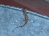 Príncipe Dwarf Gecko - Photo (c) Thibaud Aronson, some rights reserved (CC BY-SA), uploaded by Thibaud Aronson